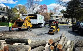 How Our Tree Care Process Works  in  Crownpoint, NM